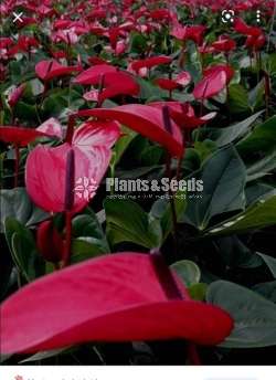 Purple anouk anthurium