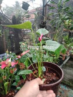 Purple anouk anthurium
