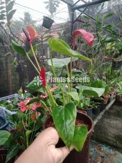 Purple anouk anthurium