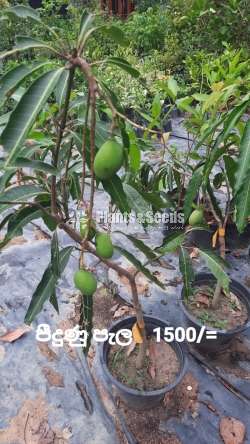 TV Mango (ටීවී මැංගෝ )