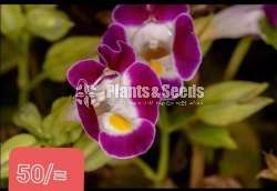 Torenia