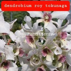 Dendrobium roy tokunaga Orchid