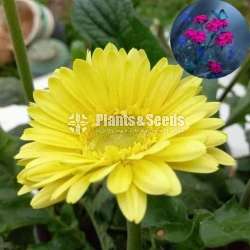  Gerbaras (ජර්බරාස්)