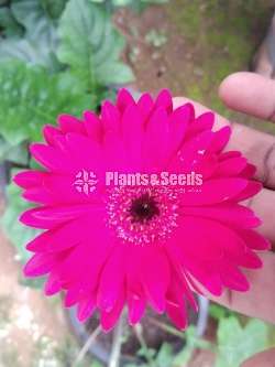  Gerbaras (ජර්බරාස්)