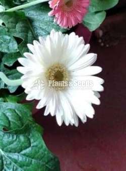  Gerbaras (ජර්බරාස්)