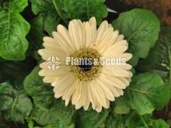  Gerbaras (ජර්බරාස්)