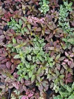 Dot plants (ඩොට් ප්ලාන්ට් )