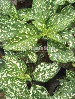 Dot plants (ඩොට් ප්ලාන්ට් )
