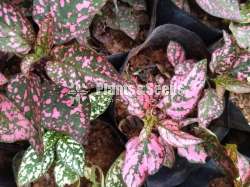 Dot plants (ඩොට් ප්ලාන්ට් )