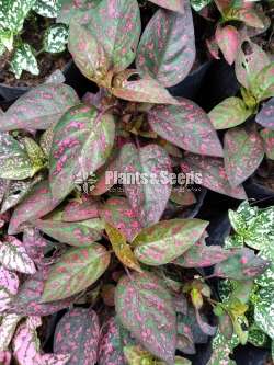 Dot plants (ඩොට් ප්ලාන්ට් )