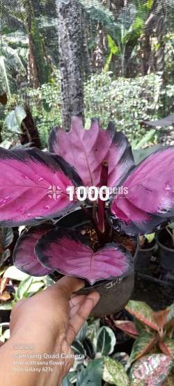 Calatheya (Calathea Rosy)