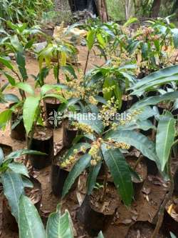 Wilad Mango (විලාඩ් අඹ)