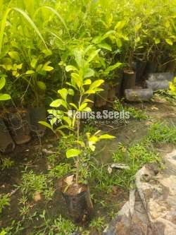 පෝච්චි දෙහි ලෙමන් බද්ධ පැල