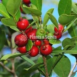 Rathu Pera (රතු පේර)