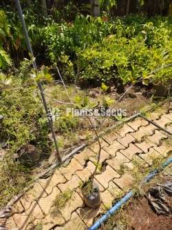 Rathu Pera (රතු පේර)