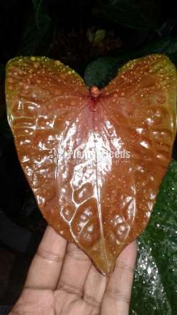 Bankok Seed Anthurium (බැන්කොක් සීඩ්)
