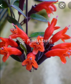 Lipstick plant for sale ( ලිප්ස්ටික් )