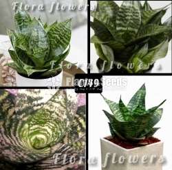 Birds nest-Sansevieria