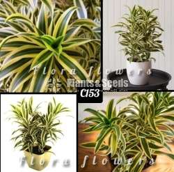 Song of India - Indoor Plants