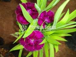 Carnation (කානේෂන් )