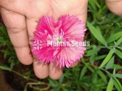 Carnation (කානේෂන් )