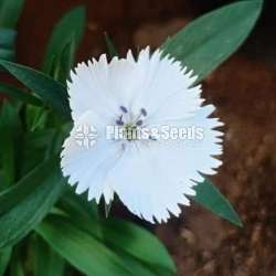 Carnation (කානේෂන් )
