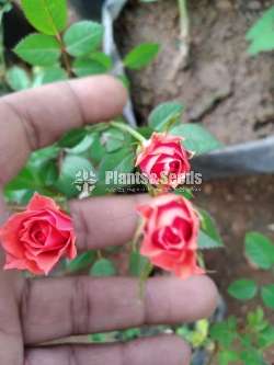 Baby rose ( බේබි රෝස )