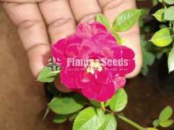 Baby rose ( බේබි රෝස )