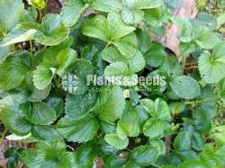 Strewberry Plants (ස්ටෝබේරි පැල )