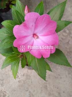ඉම්පේෂන් මල් ( Impression)