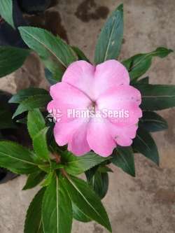 ඉම්පේෂන් මල් ( Impression)