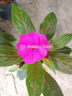 ඉම්පේෂන් මල් ( Impression)
