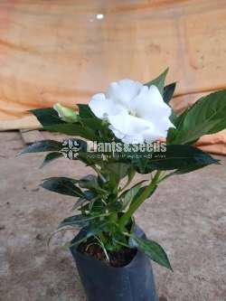 ඉම්පේෂන් මල් ( Impression)