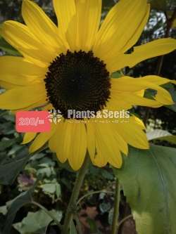 Sunflower plants