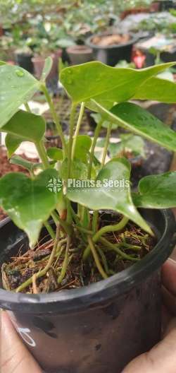 Sierra Red (සියෙරා රෙඩ් )