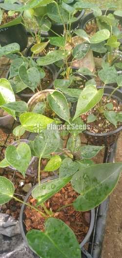 Panados (පැනඩෝලා) Anthurium