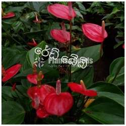 Anthurium baby red 
