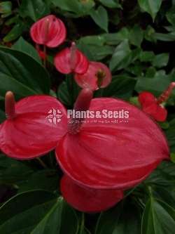 Anthurium baby red 