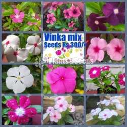 Flower Seeds (මල් ඇට )