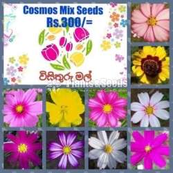 Flower Seeds (මල් ඇට )