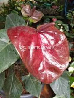 Anthurium -Tiusse culture bottle