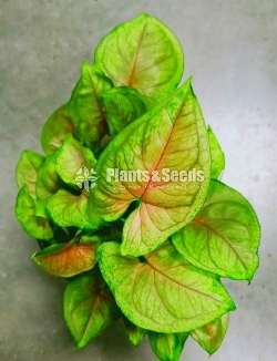 Syngonium varieties for sale