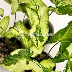 Syngonium varieties for sale