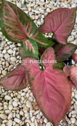 Syngonium varieties for sale