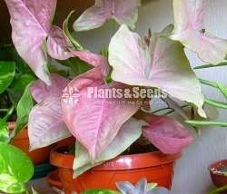Syngonium_pink_alluasion