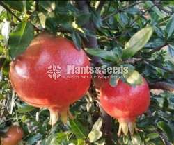 Red Angel Pomegranate  (දෙළුම්)
