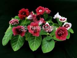Gloxinia flower plant