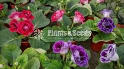 Gloxinia flower plant