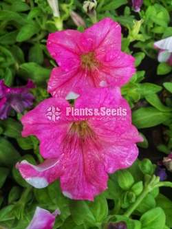  Petunia  flower plant 