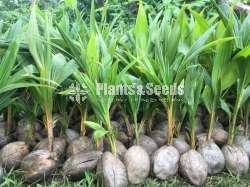 Coconut ' plant (දේශීය පොල් පැළ)